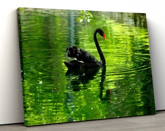 Swan Wall Art, Black Swan in Lake Canvas Art Print, Green Lake Nature Wall Decor, Framed Canvas, ready to hang