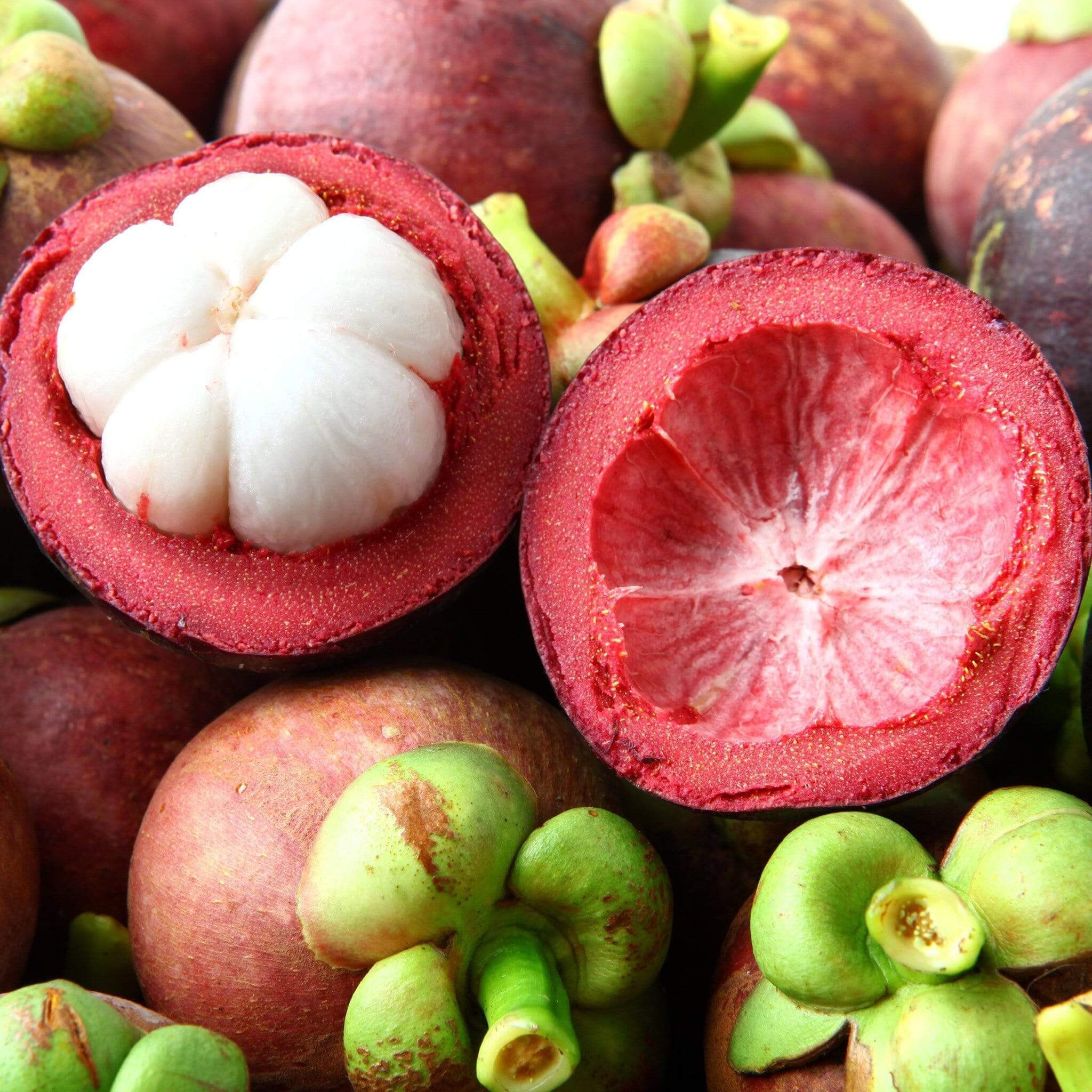 Mangosteen Fruit Box Etsy