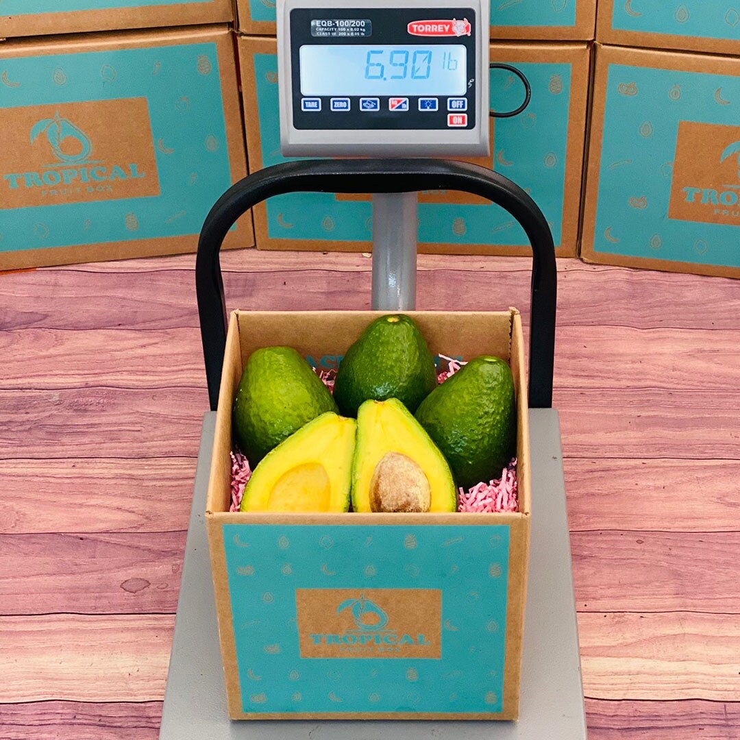 Tropical Avocado Box - Etsy