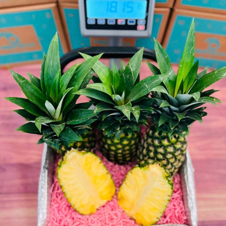 Premium Tropical Golden Pineapple Box Etsy
