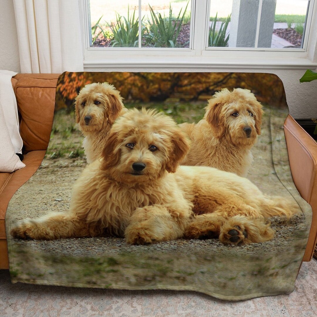 Goldendoodle throw blanket hotsell