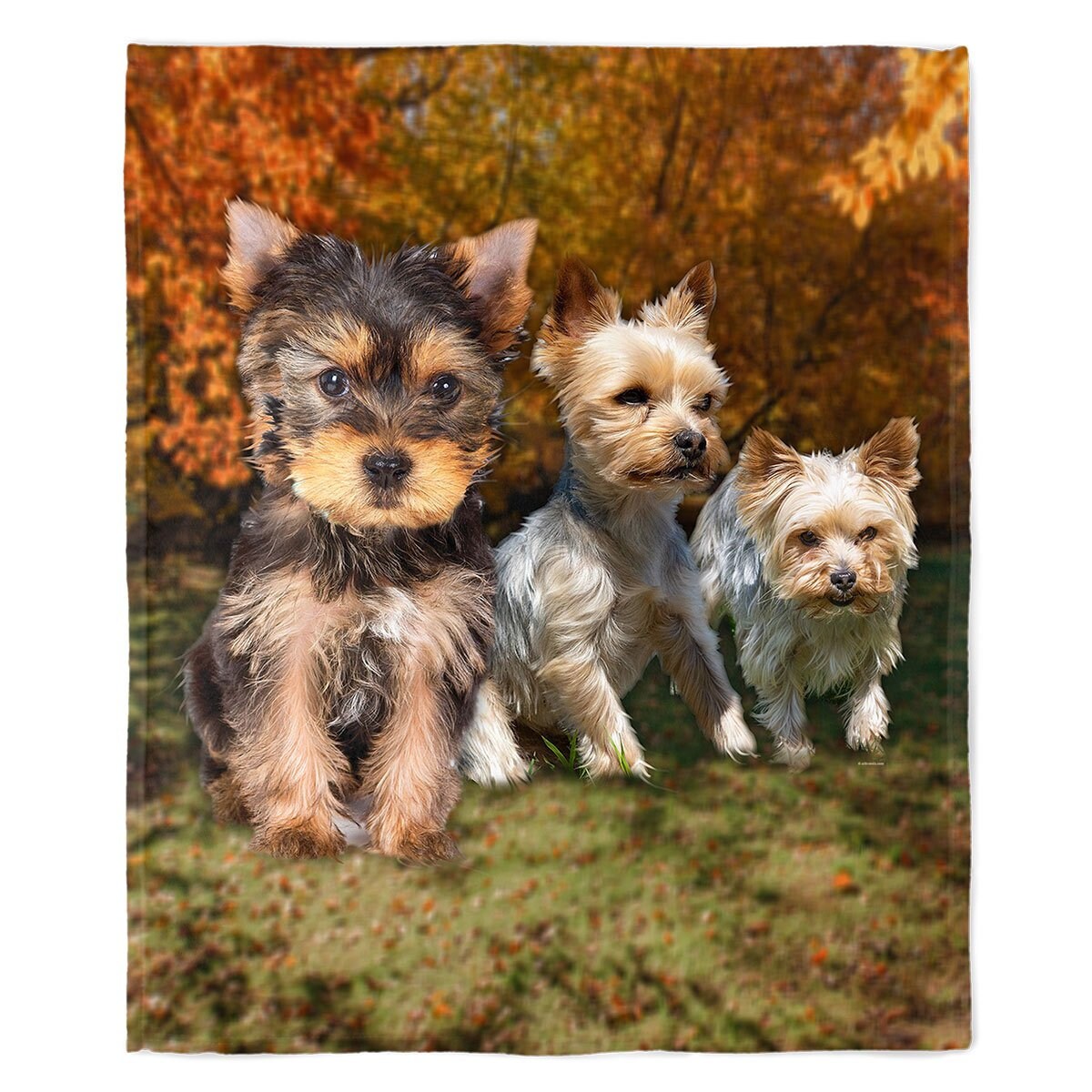 Yorkie Blanket Dog Breed 50 X 60 Yorkies Etsy