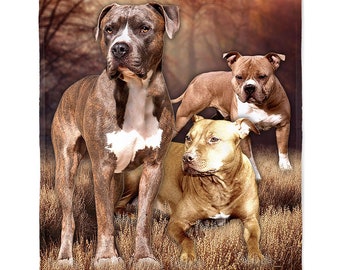 pitbull throw blanket
