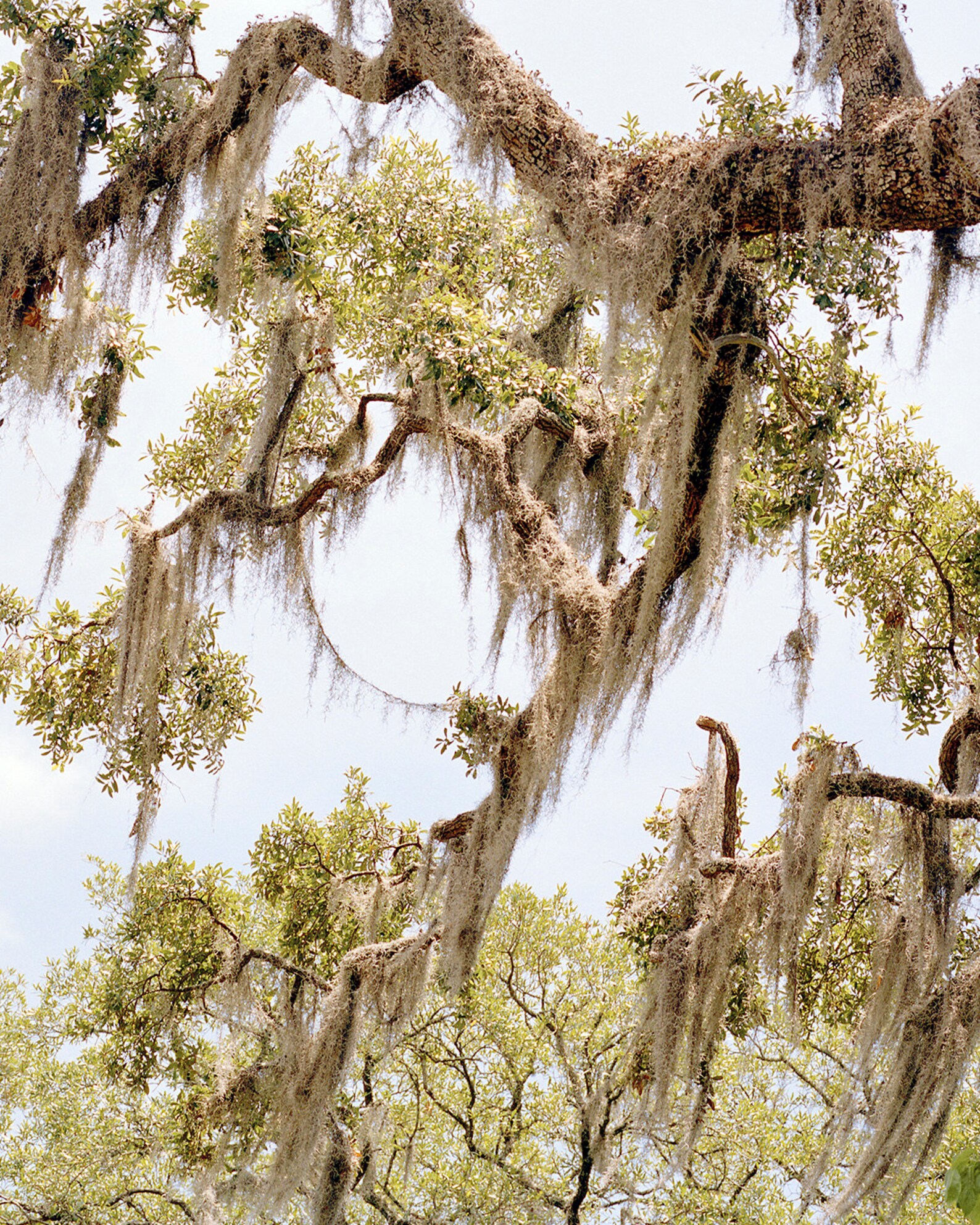 Spanish Moss Fine Art Film Photography Print Savannah Etsy