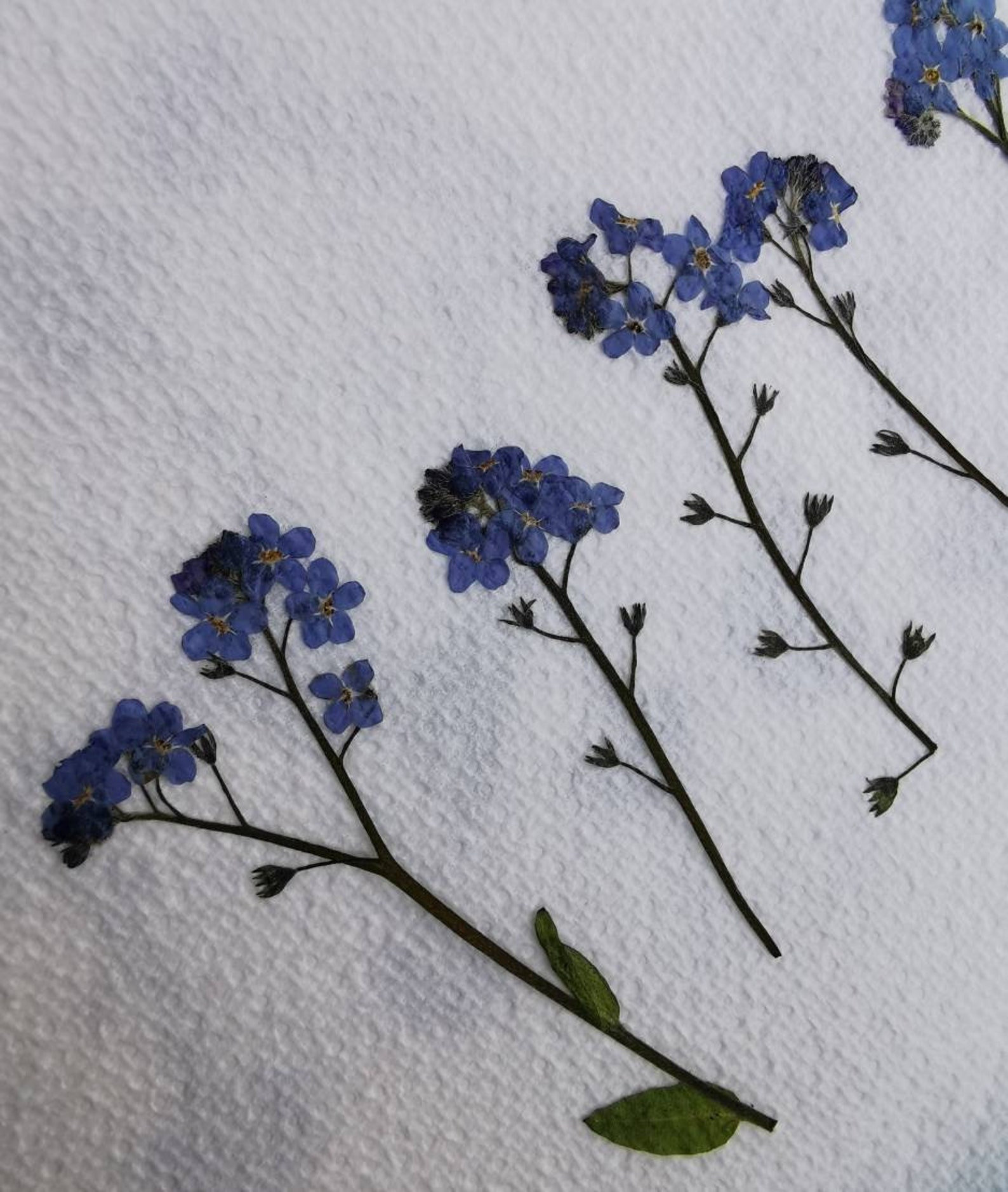 Large Dried me not not flower me nots 15 stems Etsy