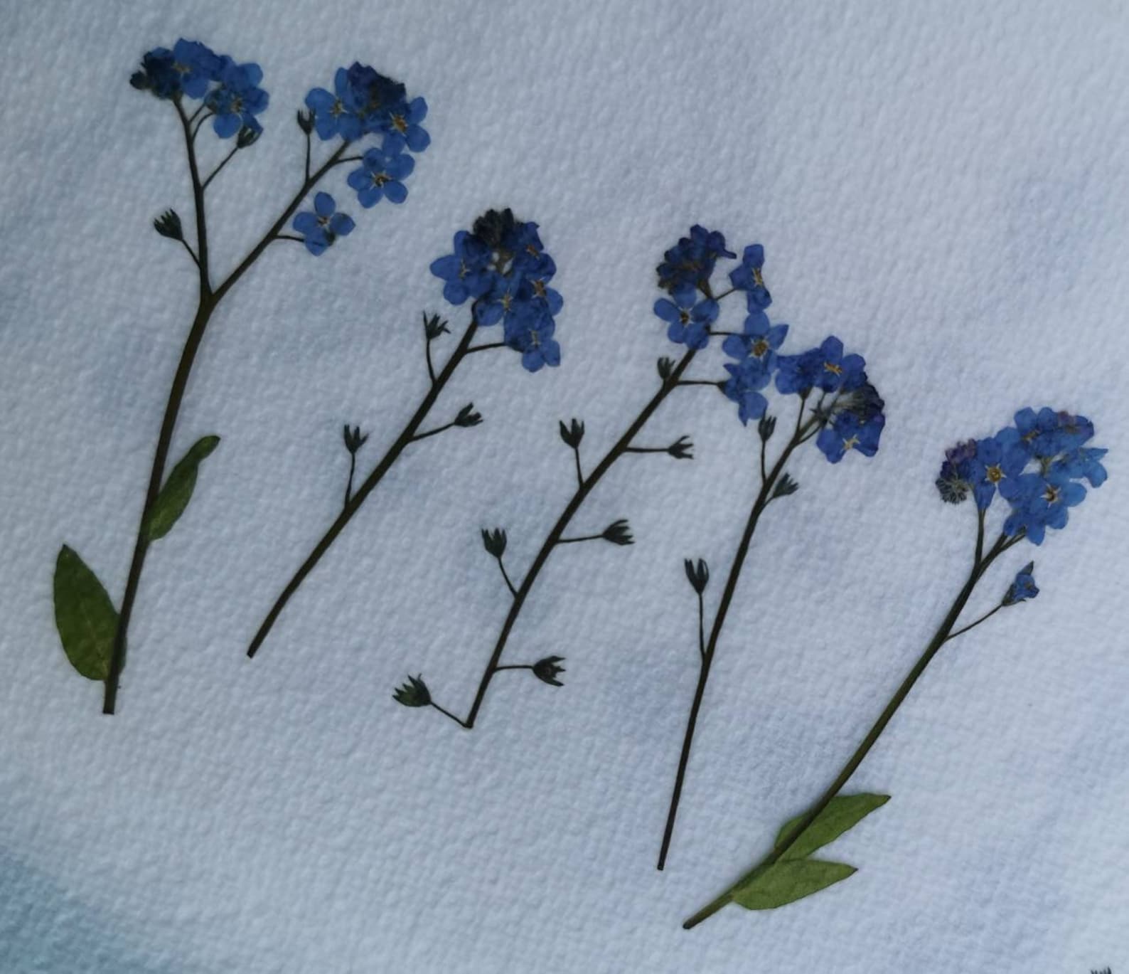 Large Dried me not not flower me nots 15 stems Etsy