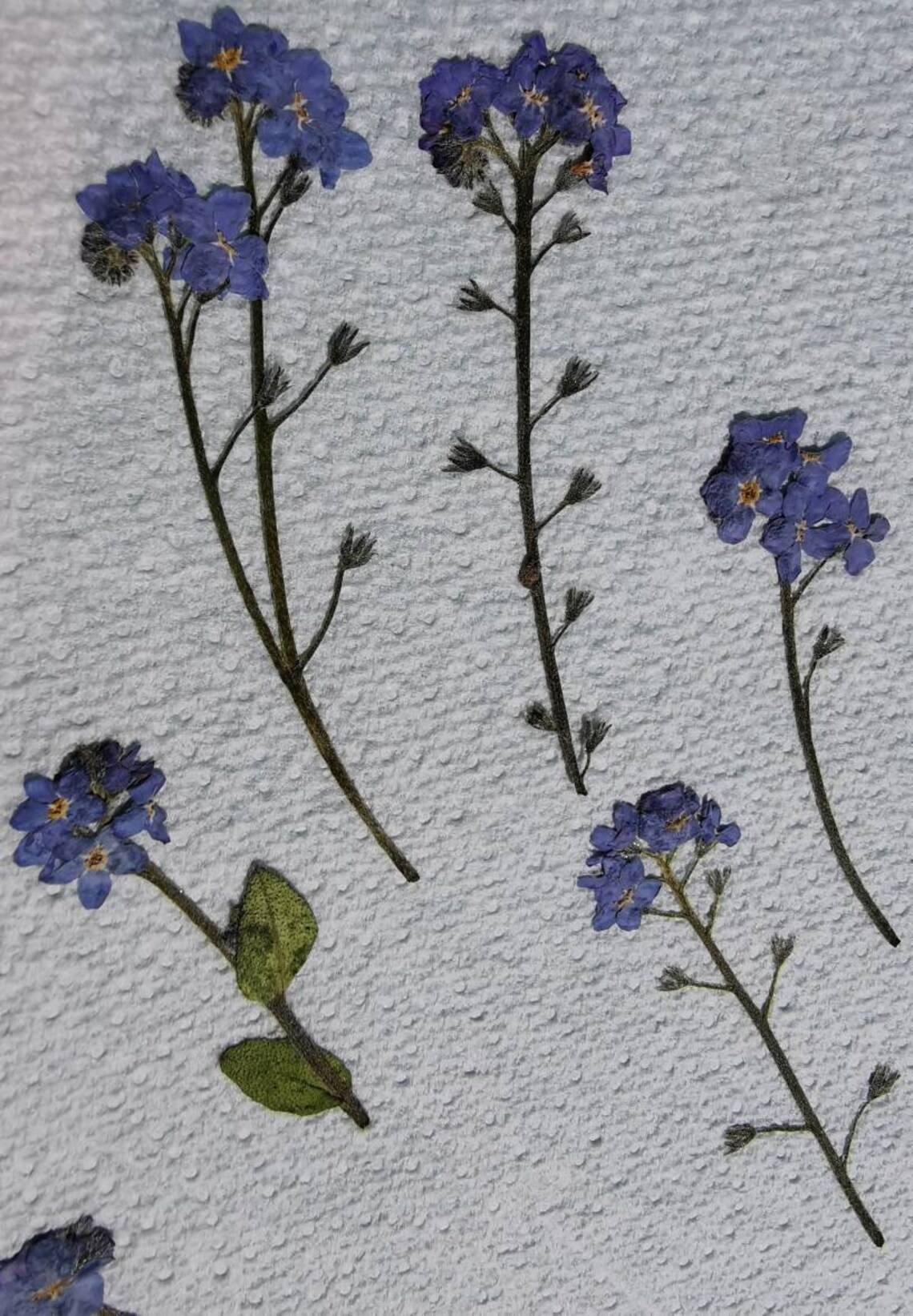 Large Dried me not not flower me nots 15 stems Etsy