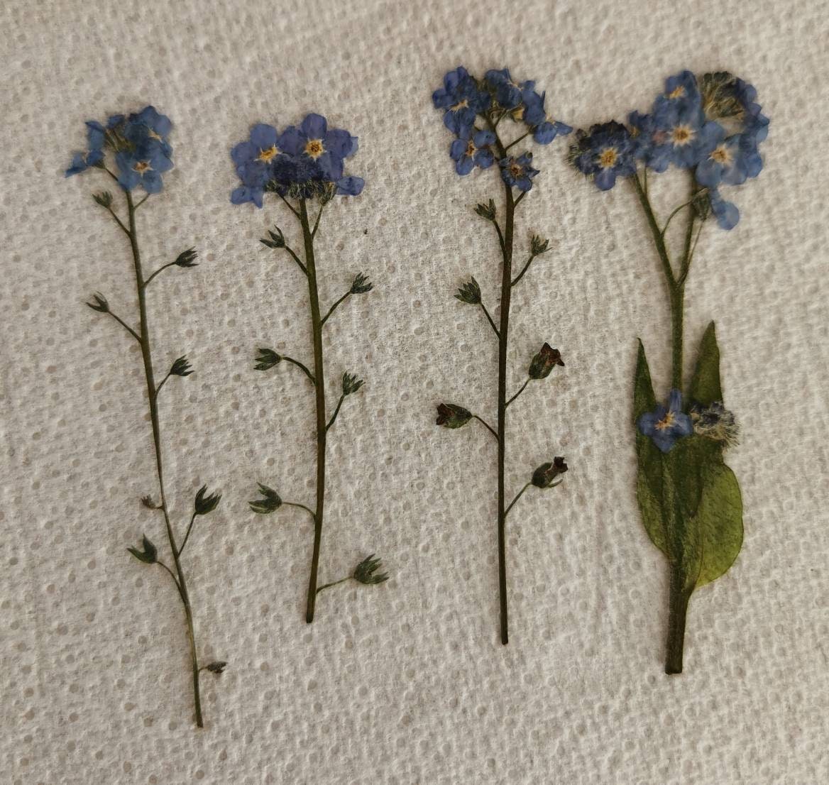 Large Dried me not not flower me nots 15 stems Etsy