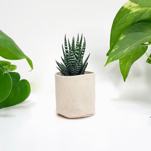 May include: A small succulent plant with green and white striped leaves in a white fabric pot. The pot is sitting on a white surface.