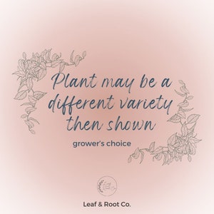 Peut inclure: Un fond rose avec un motif floral sur les bords. Le texte dit "Plant may be a different variety then shown grower's choice". Le texte est en bleu fonc&eacute;. Le bas de l'image a un logo qui dit "Leaf & Root Co."