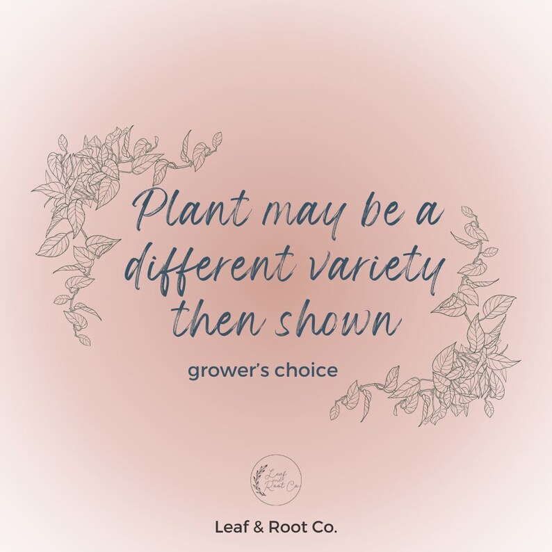 Peut inclure: Un fond rose avec un motif floral sur les bords. Le texte dit "Plant may be a different variety then shown grower's choice". Le texte est en bleu fonc&eacute;. Le bas de l'image a un logo qui dit "Leaf & Root Co."