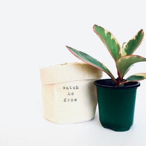 Watch me Grow - Planter Basket, Canvas Plant Pot, indoor planter, cute planter