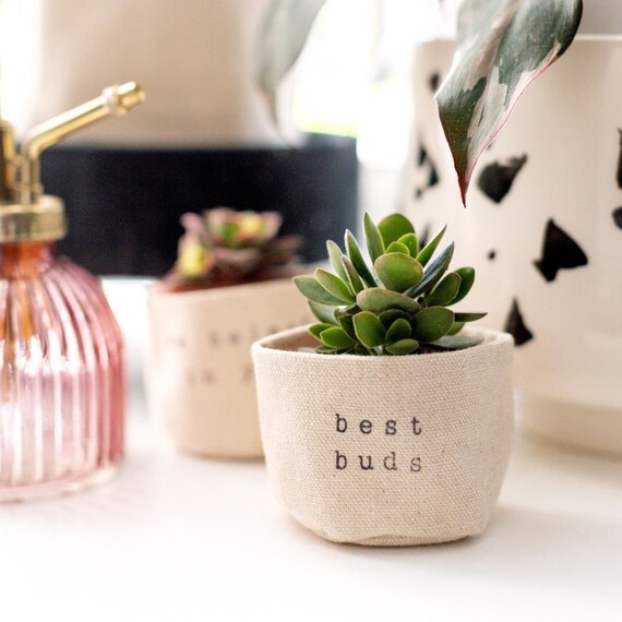 zz plant pot ZZ Plant, 6” grower's pot – Botanologica