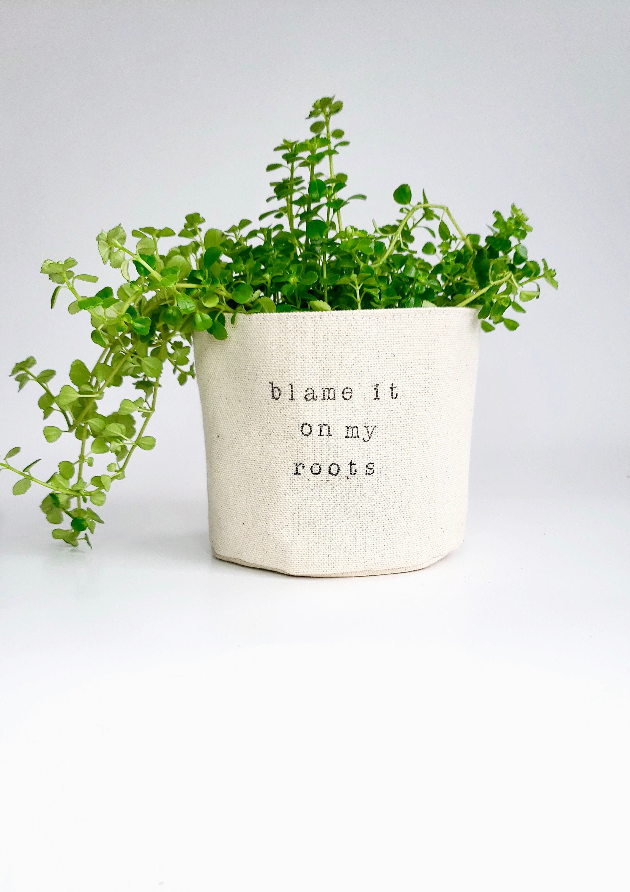 Any ideas why a succulent is going soggy