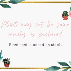 Father's Day Gift Box | 2" PLANT INCLUDED | Gift box for him | 2" happy father's day image 7