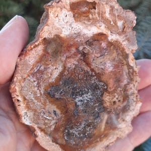 PETRIFIED WOOD Specimen – Ancient Fossil Wood from Madagascar, AAA Quality