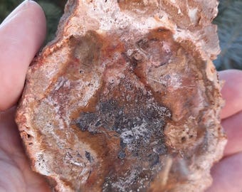 PETRIFIED WOOD Specimen – Ancient Fossil Wood from Madagascar, AAA Quality