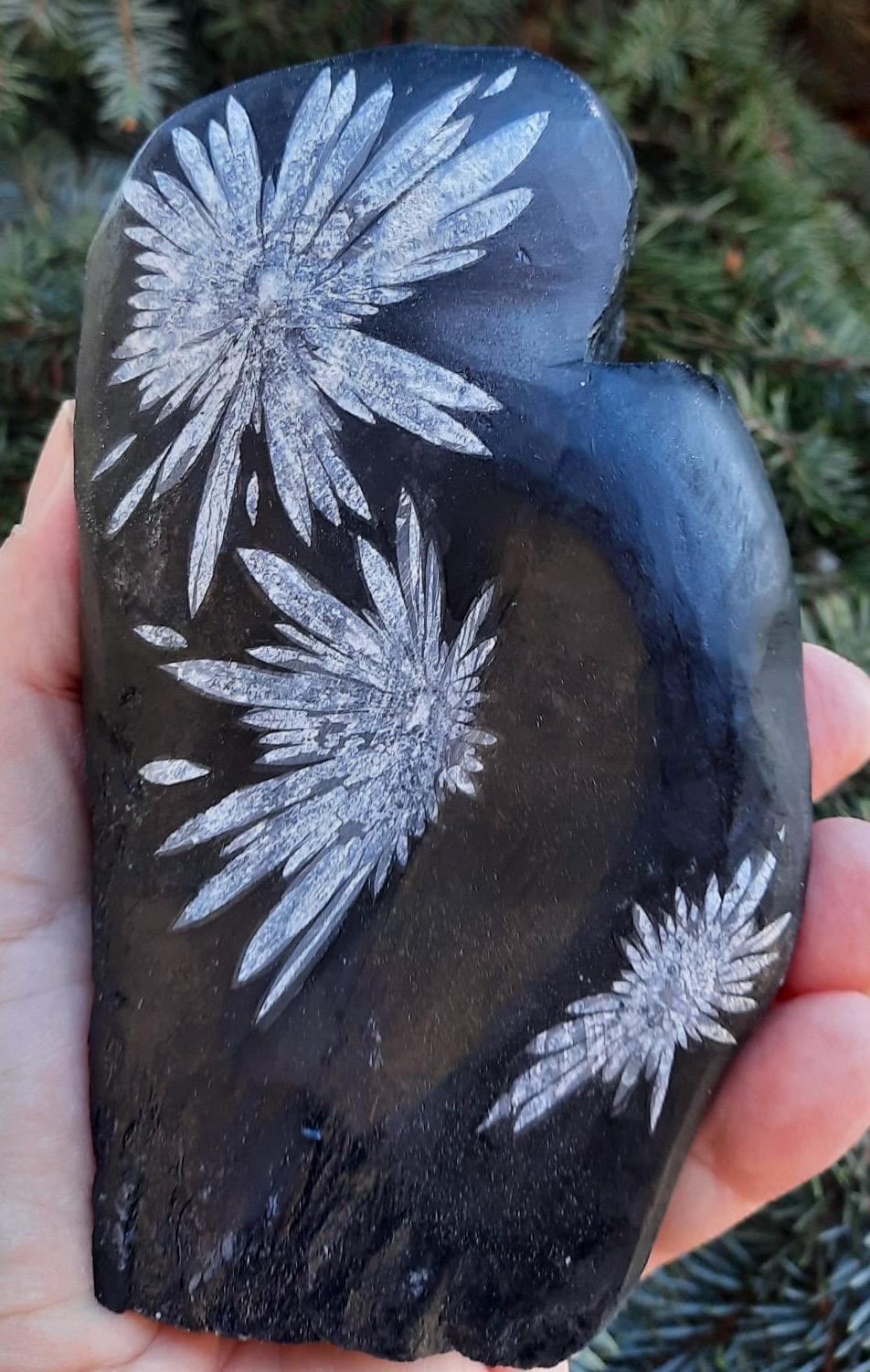 Large CHRYSANTHEMUM Stone – Floral Fossil Wonder From China, AAA