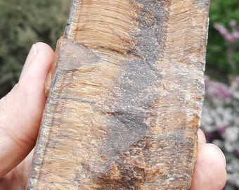 TIGER'S EYE Specimen – Natural Gold Brown Crystal from South Africa, AA Quality