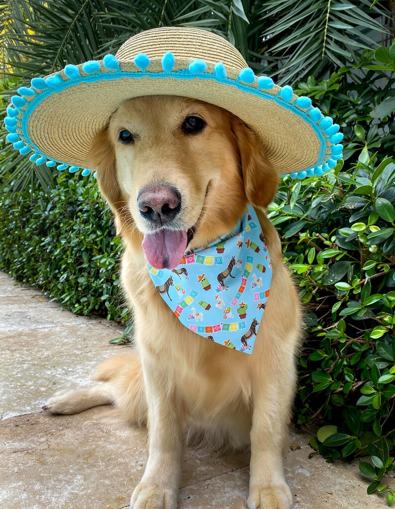 Someburro's Fiesta Bandana Pet Supplies