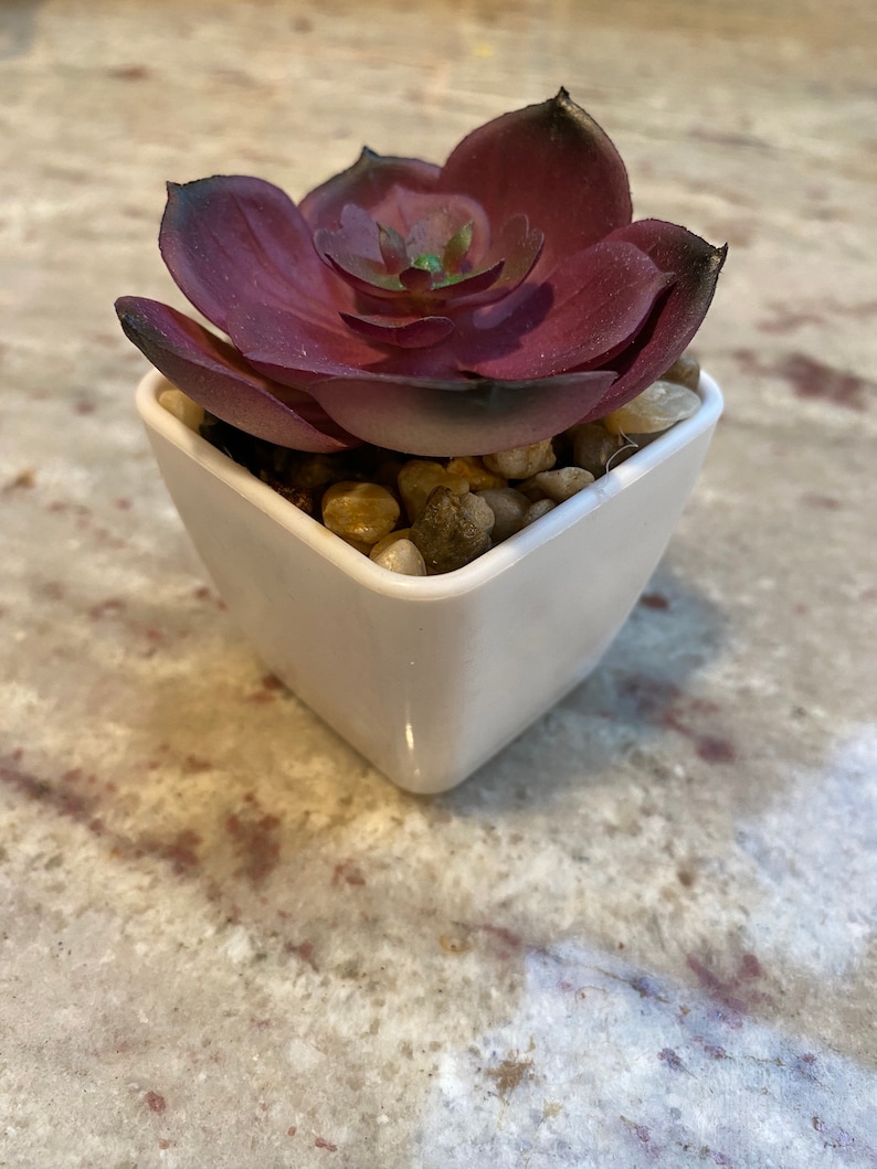 Variety Set of Fake Succulent Plants Faux Succulents In White Etsy