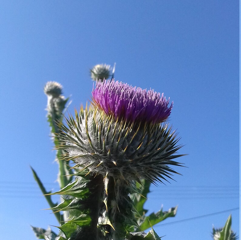 50 Seeds Scottish Cotton Thistle Plant Braveheart Onopordum Etsy