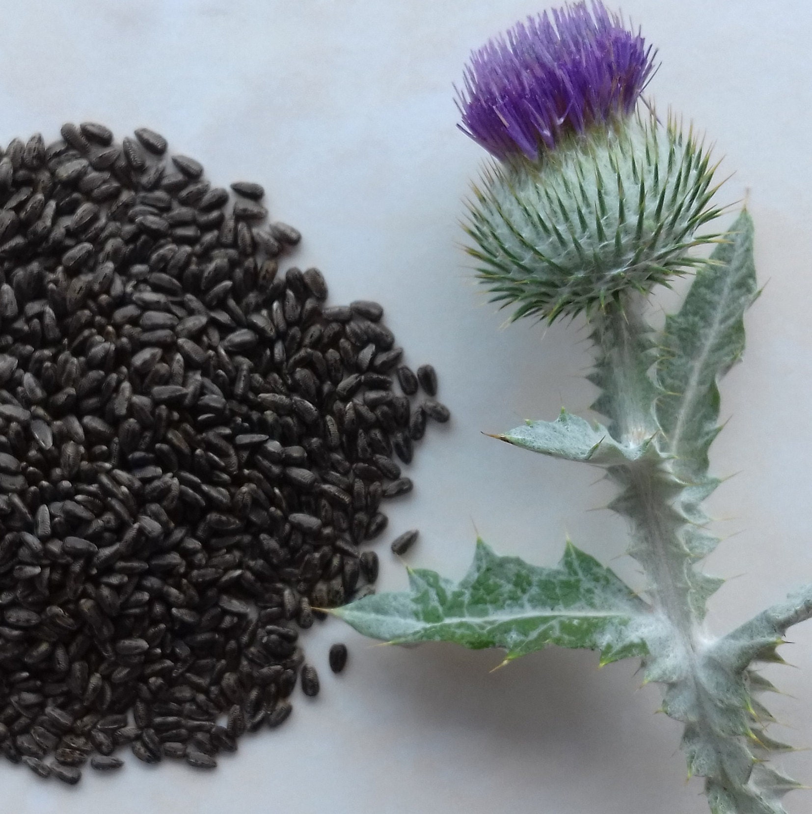 100 Seeds Scottish Scotch Thistle Cottonthistle Onopordum Etsy