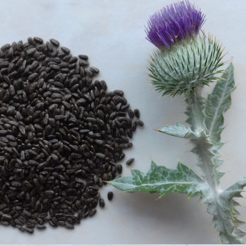 100 Seeds Scottish Scotch Thistle Flower Of Scotland Etsy