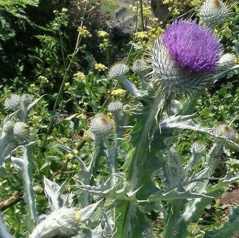 200 Seeds Scottish Scotch Thistle optional with 126inc Etsy