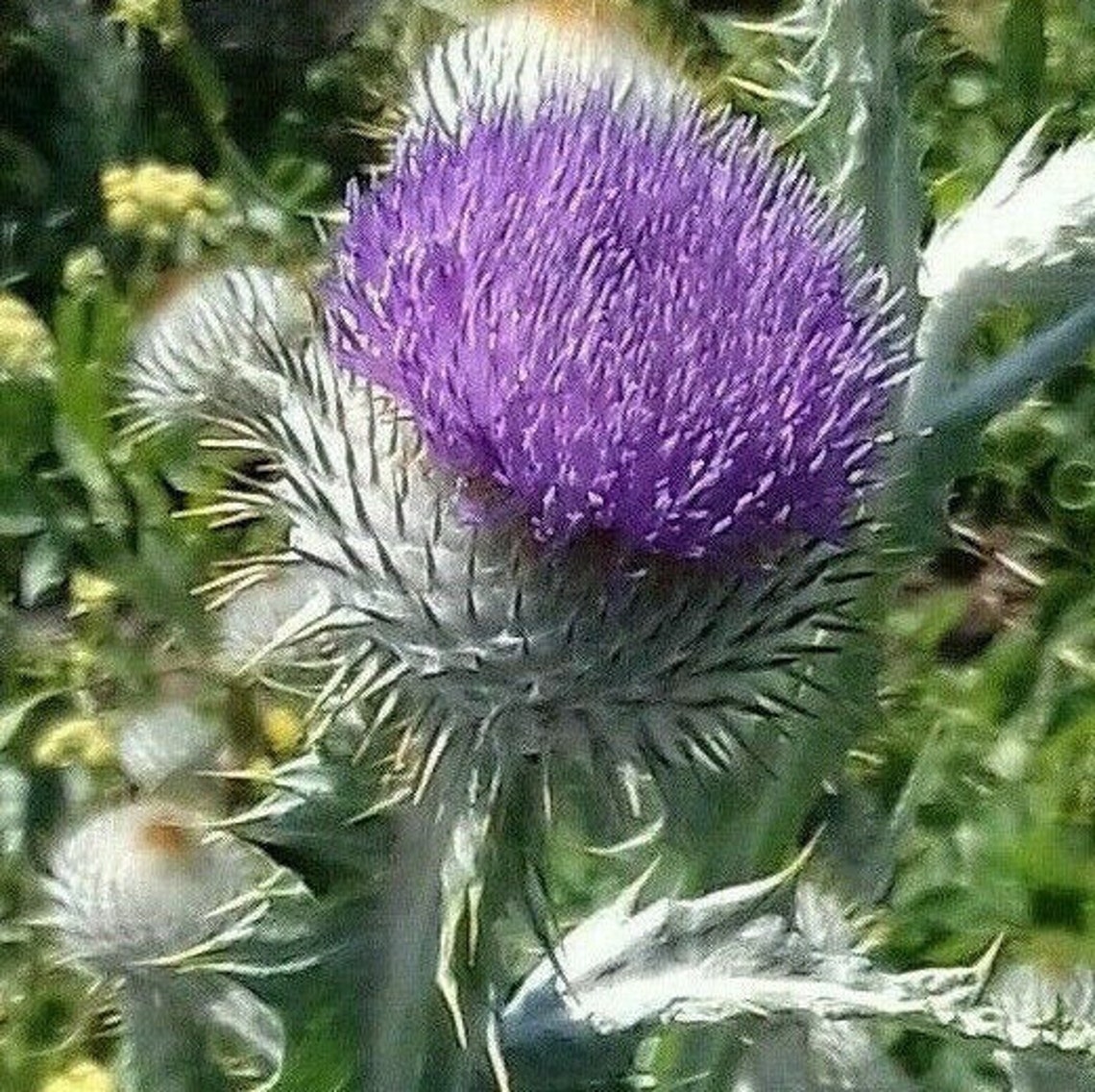 200 Seeds Scottish Scotch Thistle Cottonthistle optional Etsy
