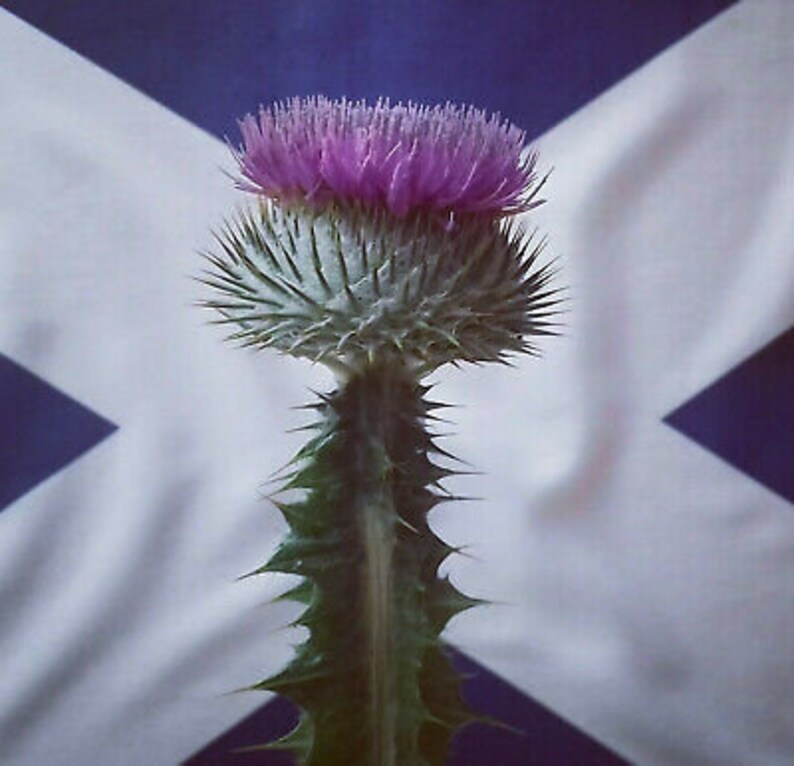 200 Seeds Scottish Thistle Plant optional with 126inc Etsy