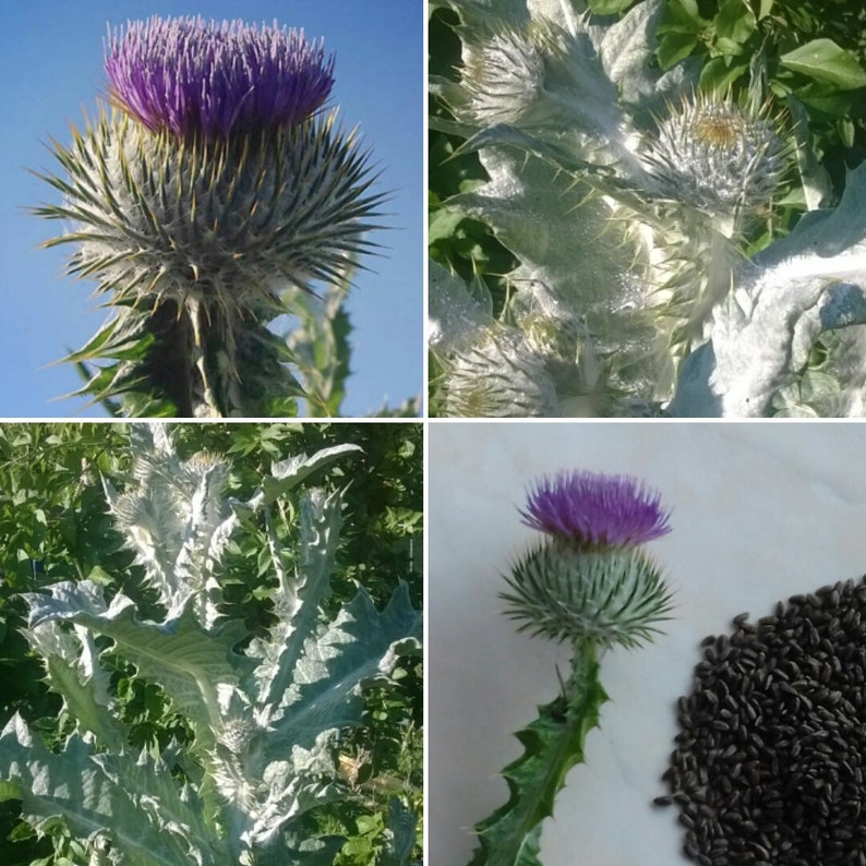 200 Seeds Scottish Scotch Thistle Cottonthistle optional Etsy