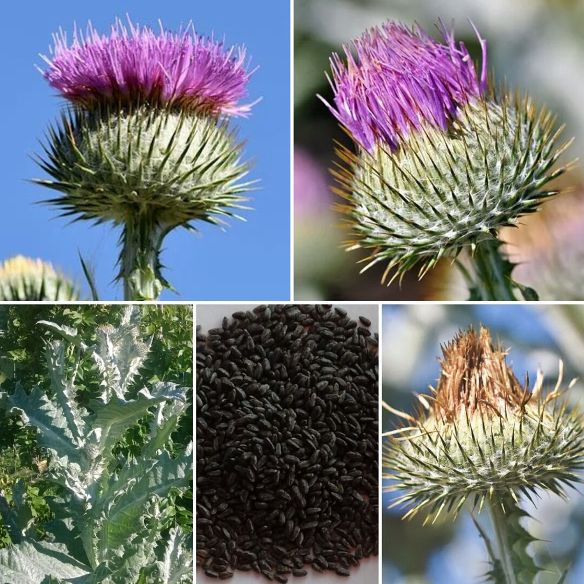 100 Scottish Thistle Seeds Flor de Escocia opcional con Etsy