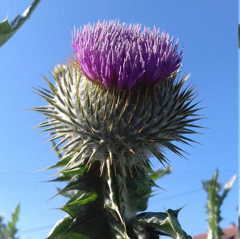 100 Seeds Scottish Scotch Thistle Cottonthistle Onopordum Etsy