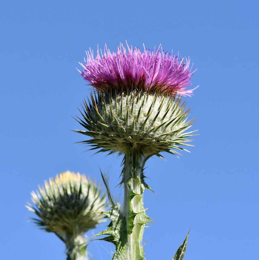 200 Seeds Scottish Scotch Thistle Cottonthistle optional Etsy