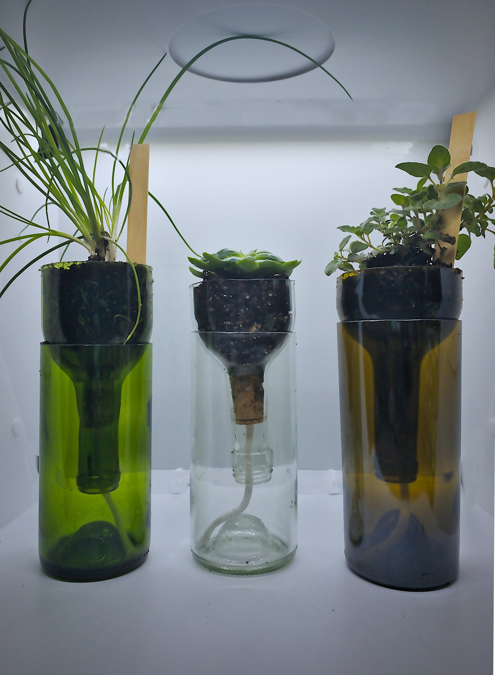 Wine Bottle Planter Self Watering Planter Wine Lover Gift Etsy