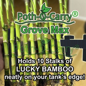 Poth-O-Carry® Grove Max: Lucky Bamboo-wand voor de rand van je aquarium