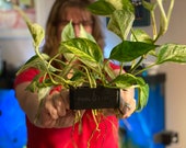 Poth-O-Carry Original Pothos (And other plants) Over-Aquarium Holder