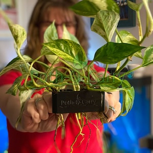4-PACK! Poth-O-Carry® Original: Pothos (And other plants) Over-Aquarium Holder