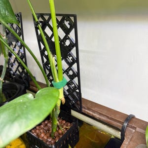 Könnte beinhalten: Eine schwarze Pflanzenstütze mit Gittermuster befindet sich hinter einem grünen Pflanzenstiel. Die Pflanze befindet sich in einem schwarzen quadratischen Topf, der mit braunen Kieselsteinen gefüllt ist. Ein grünes Band befestigt die Pflanze an der Stütze. Die Szene spielt in einem Aquarium.