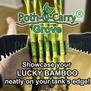 Poth-O-Carry® Grove: Bambus Wand für den Rand Ihres Aquariums
