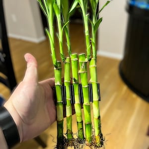 Poth-O-Carry® Grove Rail Edition: Bamboo wall for the rim of your aquarium