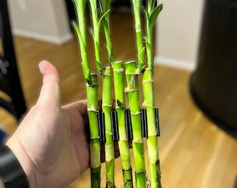 Poth-O-Carry® Grove Rail Edition: Bamboo wall for the rim of your aquarium