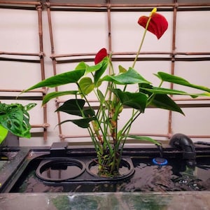 May include: Anthurium plant with vibrant red flowers and large, green leaves. The plant is in a hydroponic setup with a black container and water. A decorative bamboo trellis is in the background.