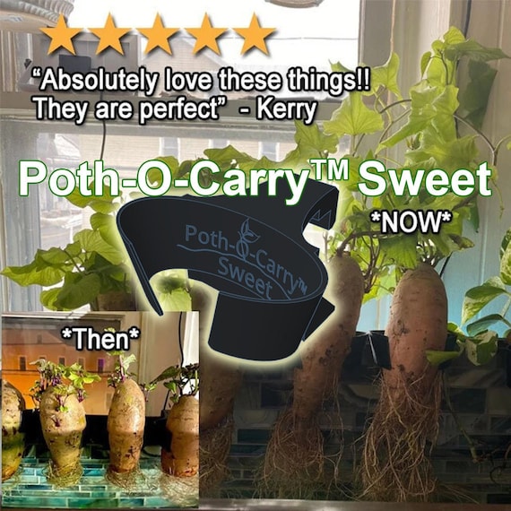 Sweet potato fish best sale tank