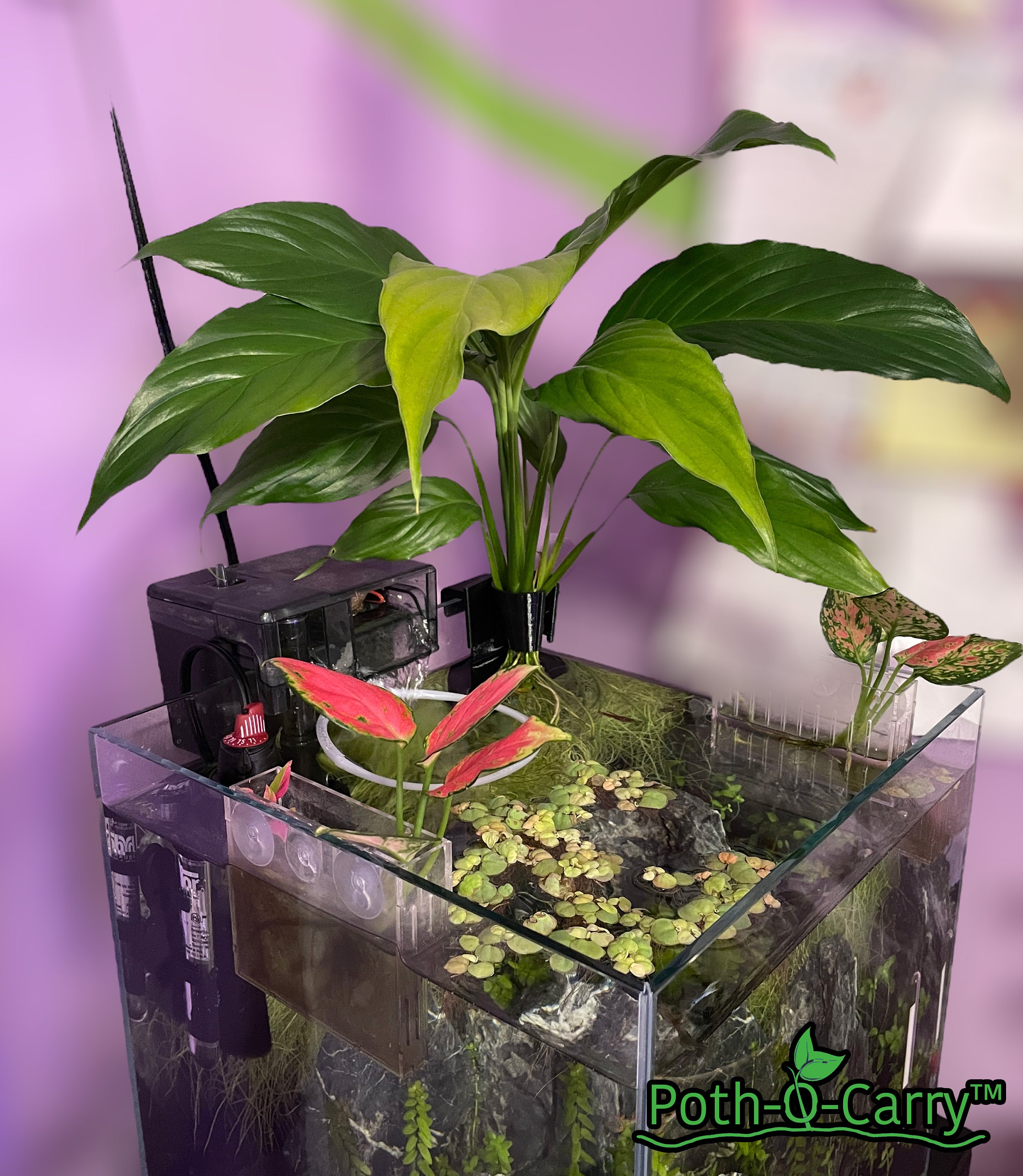 Poth-o-carry Lily Holder - Keep Peace Lilies, Spider Plants and More on  Your Tank's Edge! - Etsy