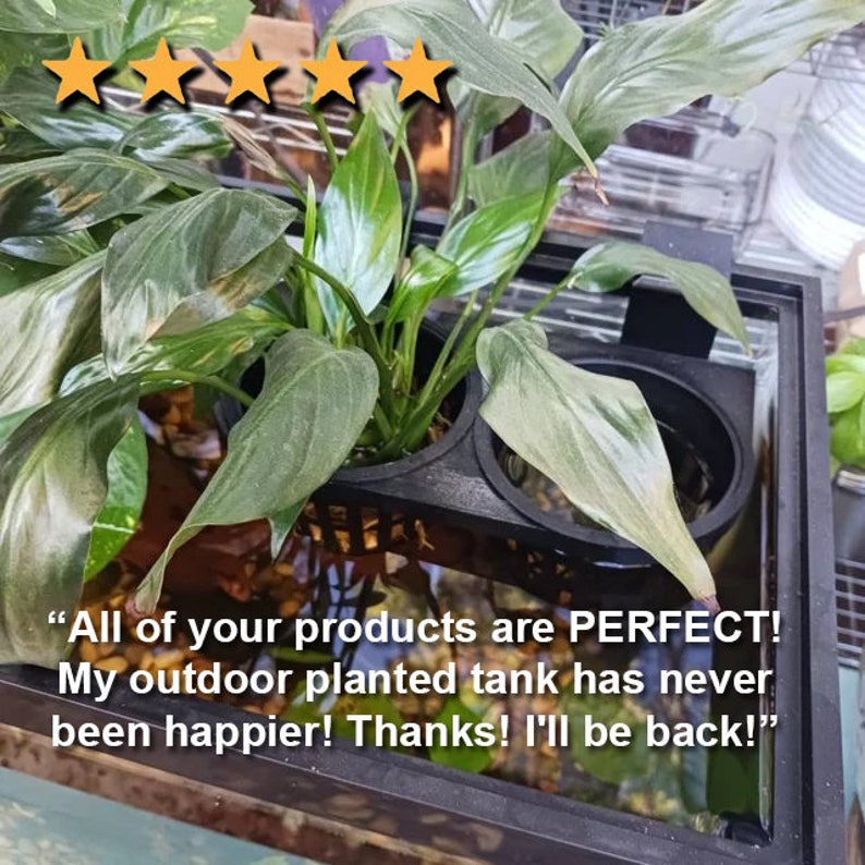 May include: A lush green plant with large, textured leaves is displayed in a black planter within a glass aquarium. The plant is thriving, with vibrant green foliage. The image includes a customer review with five gold stars.