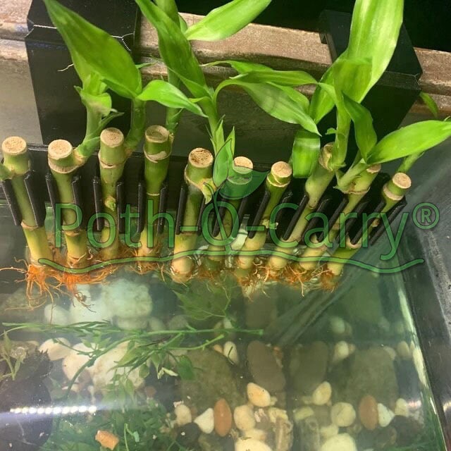 Poth-o-carry Grove Max: Lucky Bamboo Wall for the Rim of Your Aquarium -  Etsy