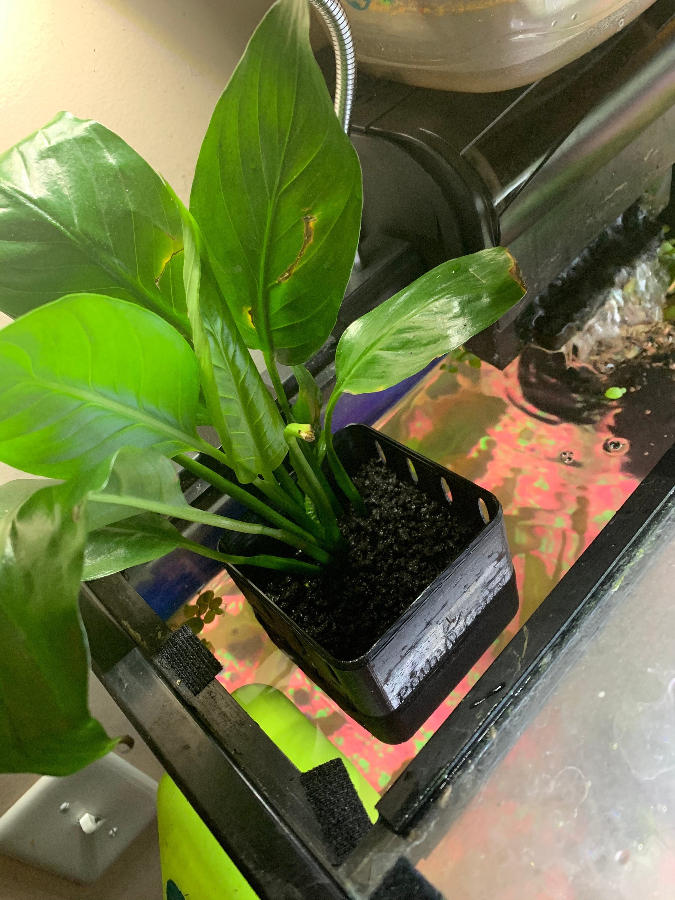 water garden duo: hydroponics / aquaponics ecosystem