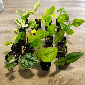 Beginner Houseplant Bundle – Mix & Match Easy Care Indoor Plants – Perfect Plant Gift or Starter Set
